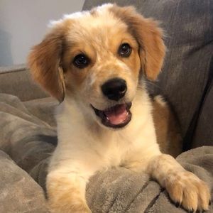 Meet your Posher, Casey